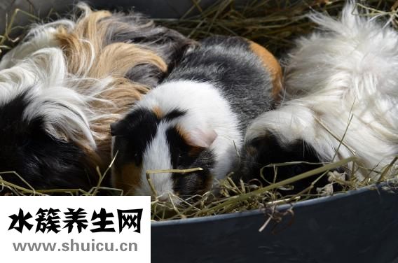 豚鼠不喝水怎么辦