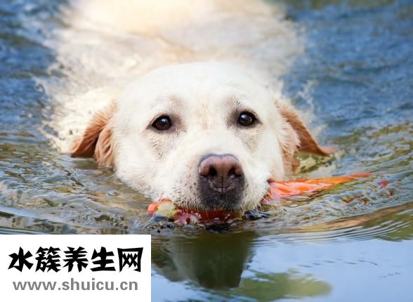 成犬疫苗怎么打
