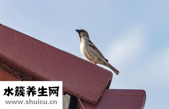 家族性矮小該怎么辦