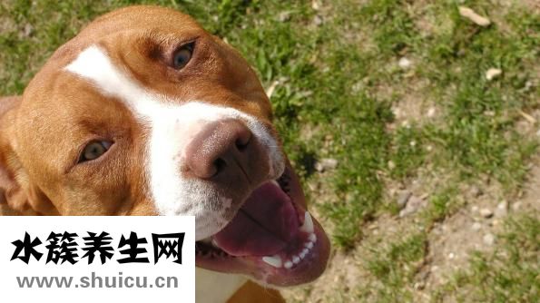 狗狗犬溫怎么自救