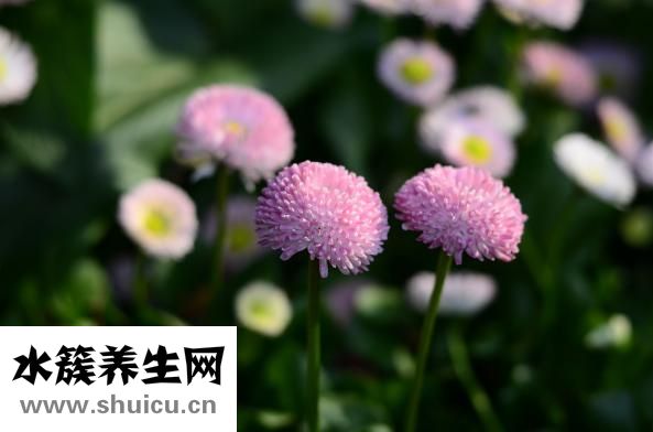 珠光粉怎么泡腳