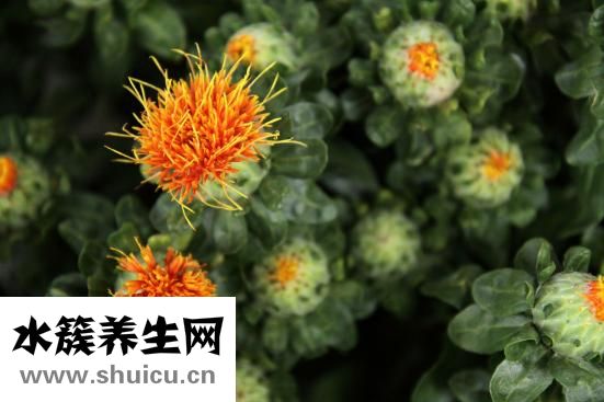 珠光粉怎么泡腳