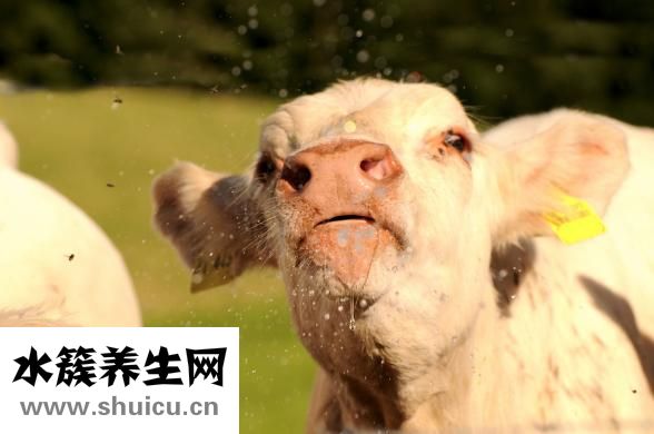 牛肉滑粉怎么做會嫩