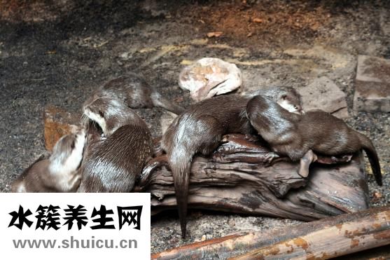 水獺皮衣裂縫怎么辦