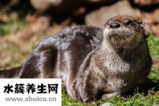 水獺皮衣裂縫怎么辦