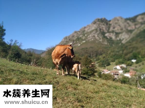 牛肉滑粉怎么做會嫩