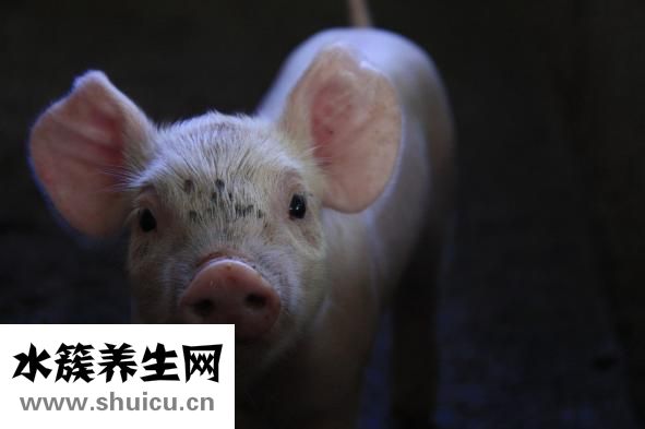 小豬重感冒怎么治