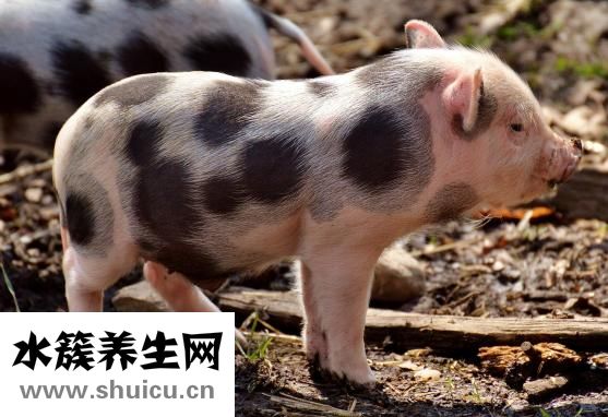 小豬重感冒怎么治