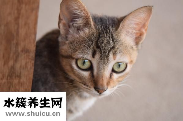 怎么辯別貓的好壞