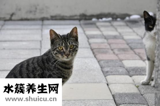 眼神呆滯怎么回事