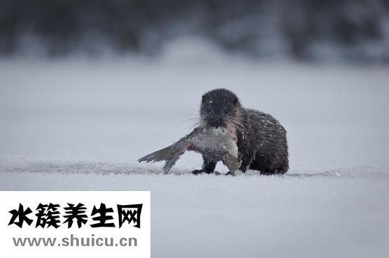 水獺皮衣裂縫怎么辦