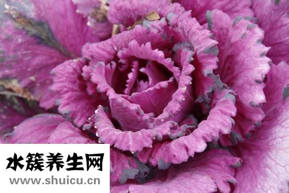 微波爐怎么做腸粉