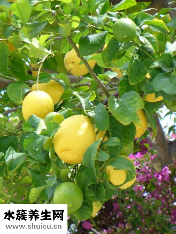 木頭味怎么除掉