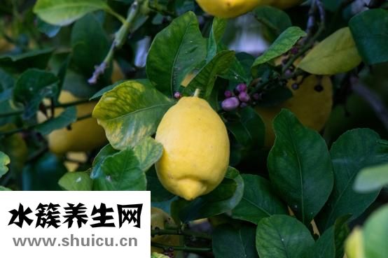 木頭味怎么除掉