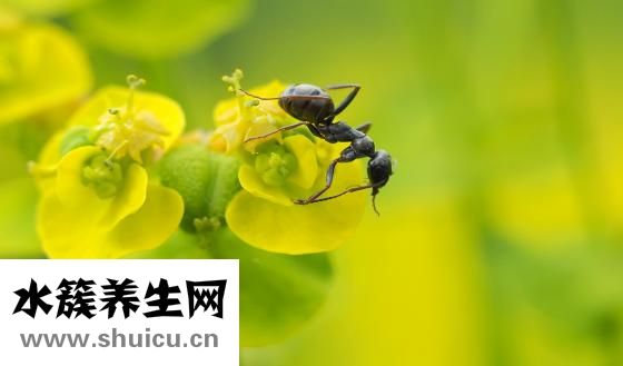 家里螞蟻怎么辦