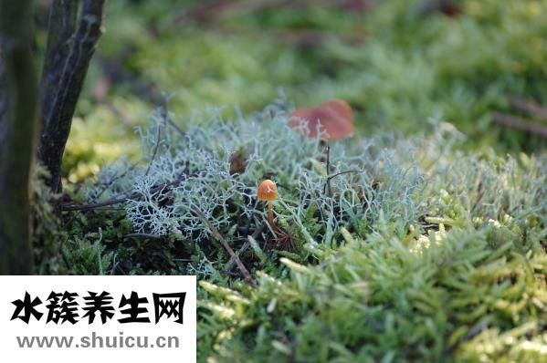 豬鼻孔草怎么涼拌