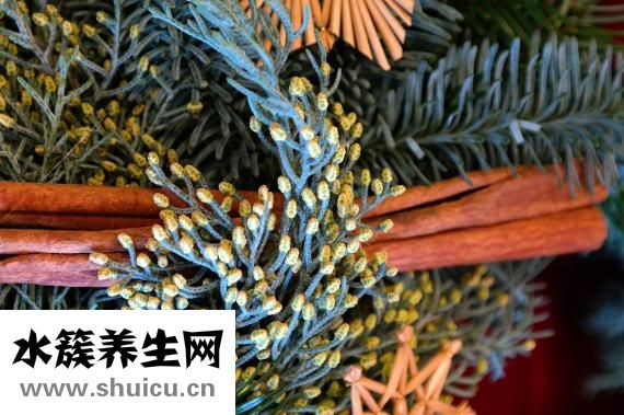 柏樹的拼音怎么寫