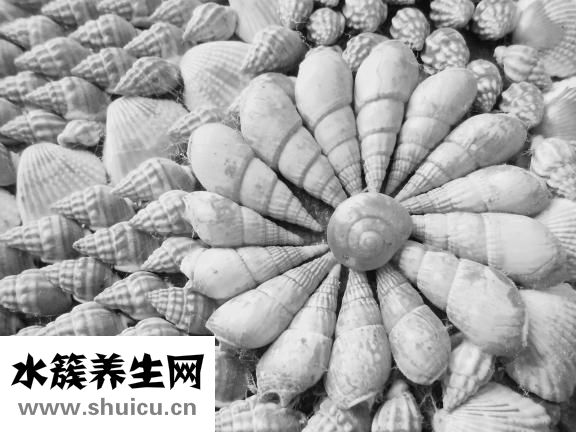 海螺吃了甲藻怎么辦