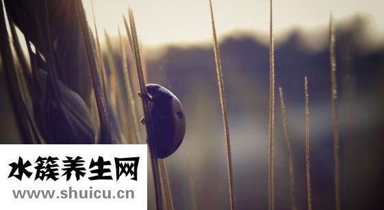 晚上怎么找麂子