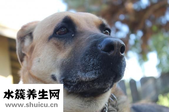 豬生病了不吃怎么辦