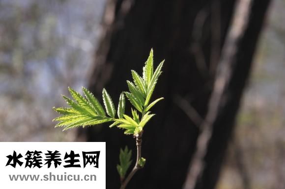 腎癌切除后怎么保養