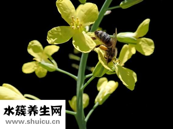 酸菜魚過夜怎么保存