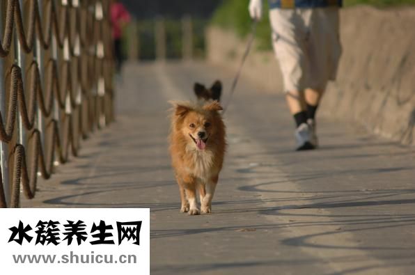 豬生病了不吃怎么辦