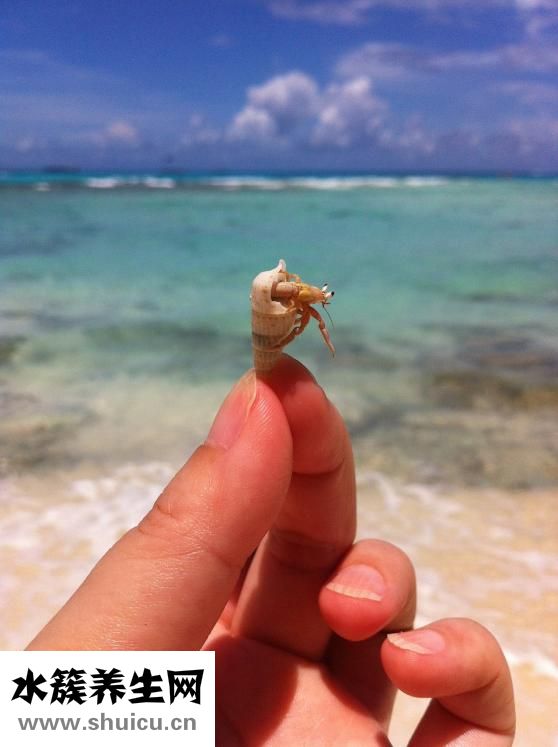 寄居蟹冬天怎么辦