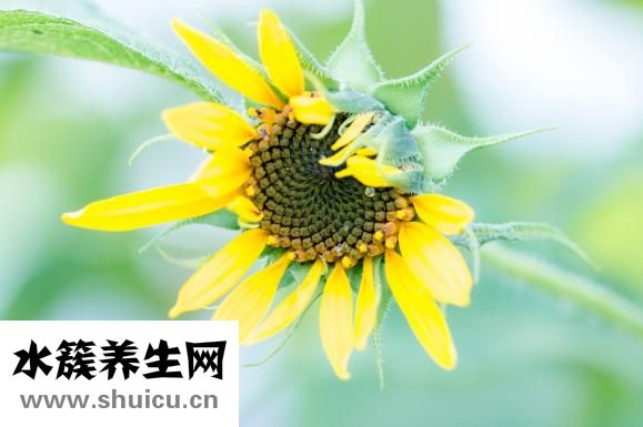 秋葵花怎么曬干