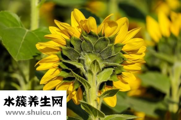 秋葵花怎么曬干