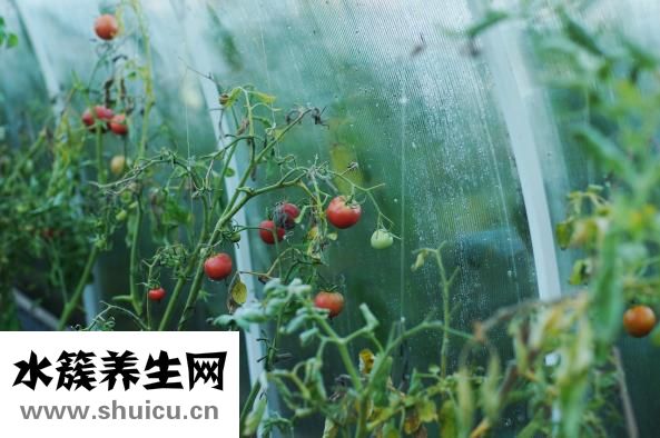 小白菜放醋怎么炒