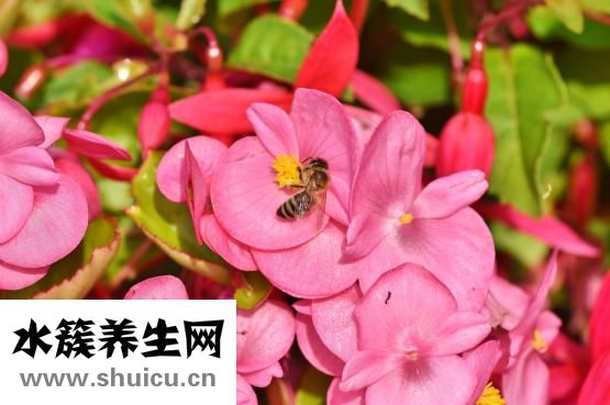 海棠果怎么泡酒