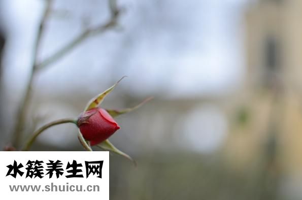 泡澡牛奶花瓣怎么用