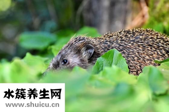 酸菜魚過夜怎么保存