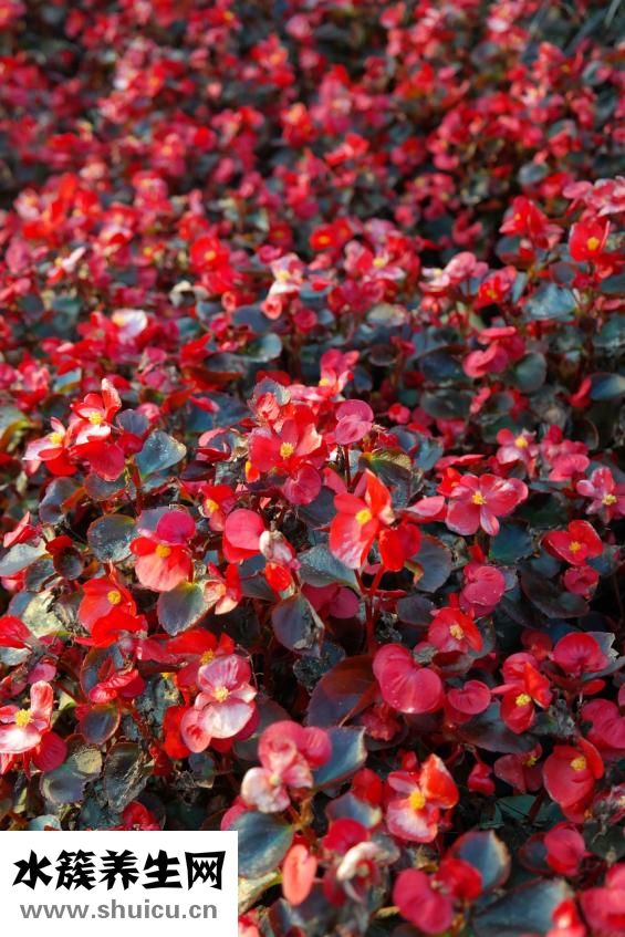 海棠果怎么泡酒