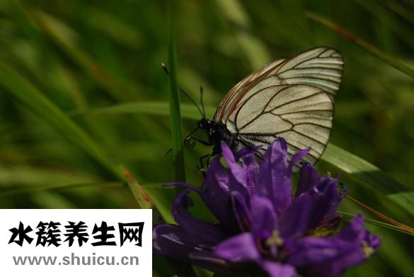 酸菜魚過夜怎么保存
