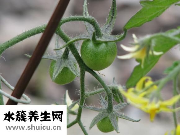 小白菜放醋怎么炒