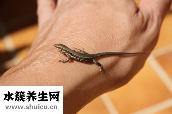 嬰兒沙土褲怎么做