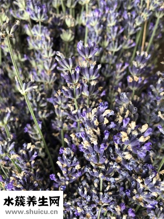 正宗炒泰式粉怎么炒