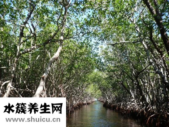 男人胡子怎么留