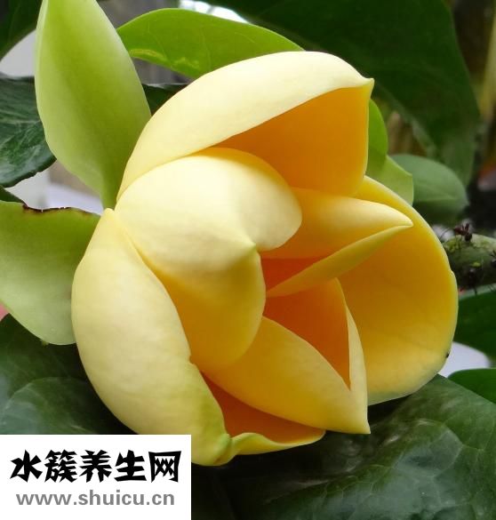 怎么做方便面健康