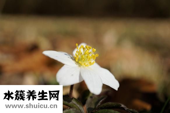 怎么治療凍手凍腳