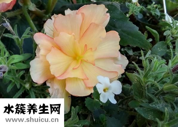 海棠果怎么泡酒