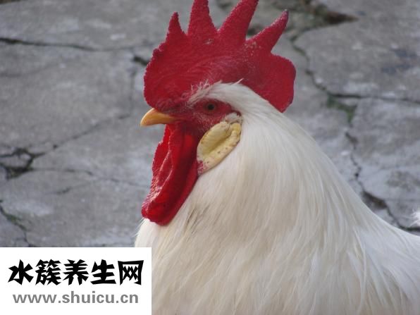 小雞仔怎么分公母