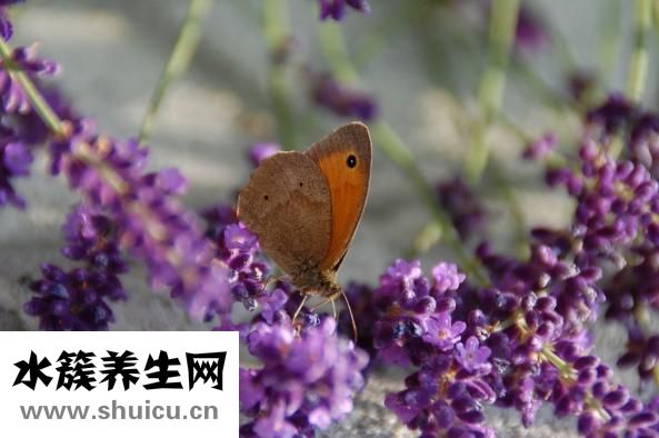 法國人冬天怎么穿