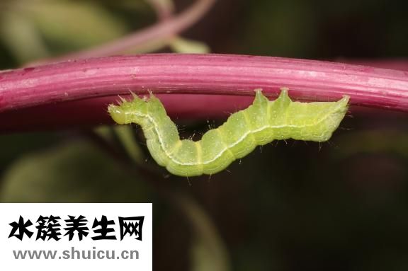 怎么檢查是否有蛔蟲