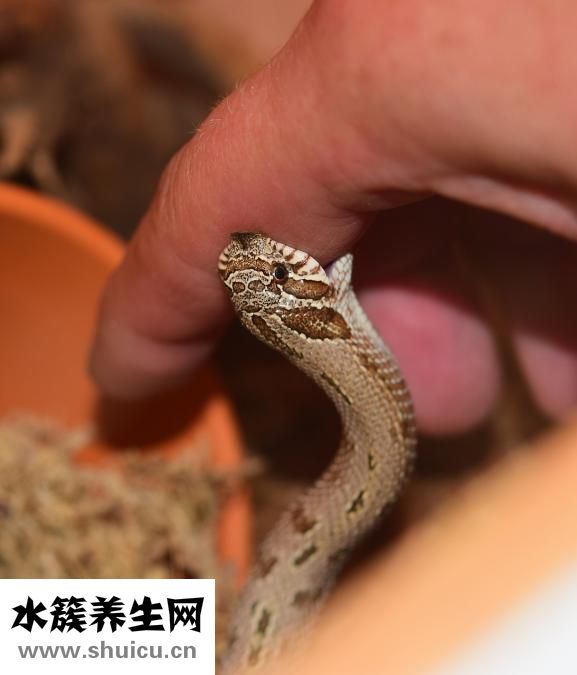 手指抖動怎么鍛煉