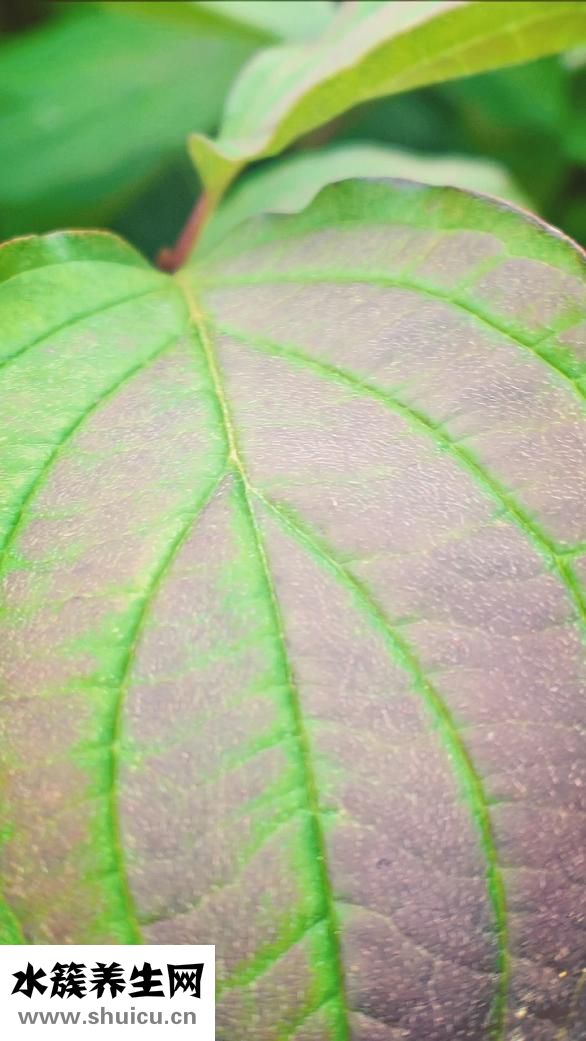 蔥葉子怎么保存