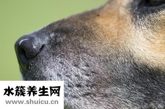 燒烤怎么烤才不會(huì)焦