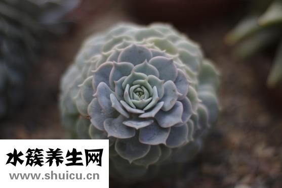 手上起肉刺怎么辦